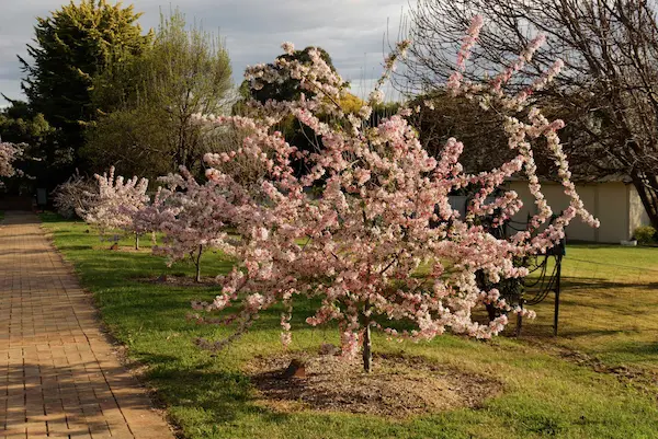 Sakura Avenue (14)